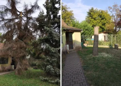 Kiszáradt fenyőfa kivágása előtte és utána