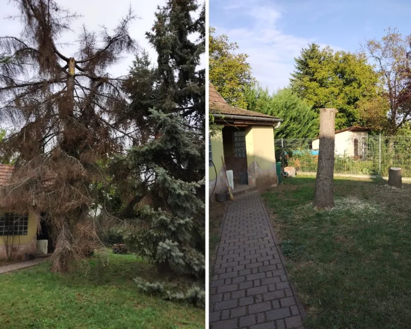 Kiszáradt fenyőfa kivágása | KERTÉSZ Művek Kiszáradt fenyőfa kivágása előtte és utána