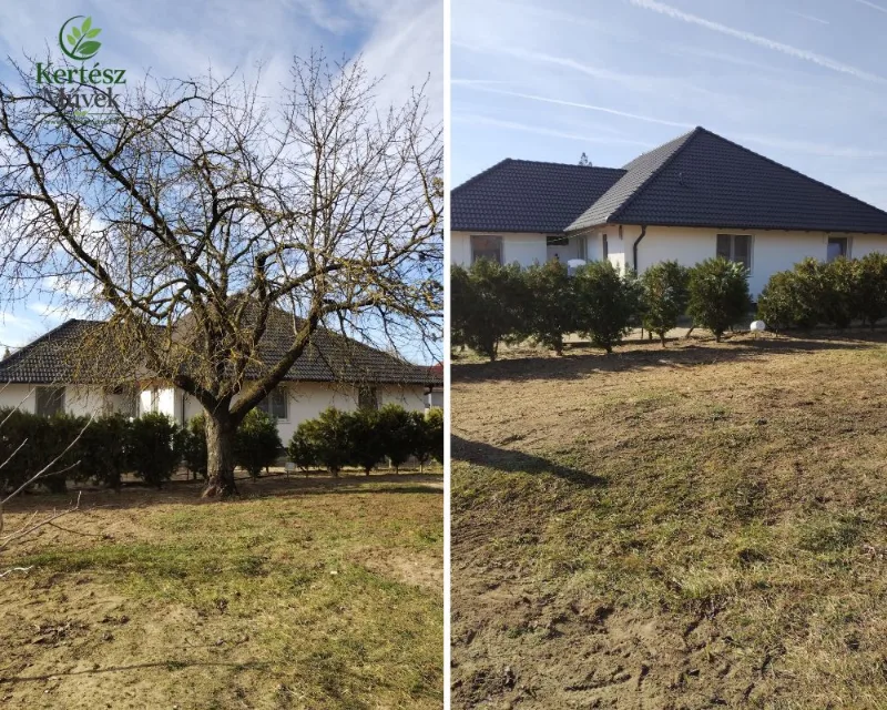 Gyümölcsfa kivágása kertben | KERTÉSZ Művek Gyümölcsfa kivágása családi ház kertjében előtte és utána