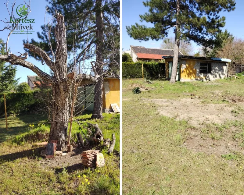 Fa kivágása – előtte-utána | KERTÉSZ Művek Fa kivágása előtte és utána egy családi ház kertjében
