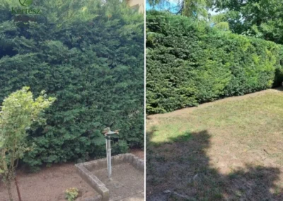 Túlnőtt sövény formára vágása előtte és utána