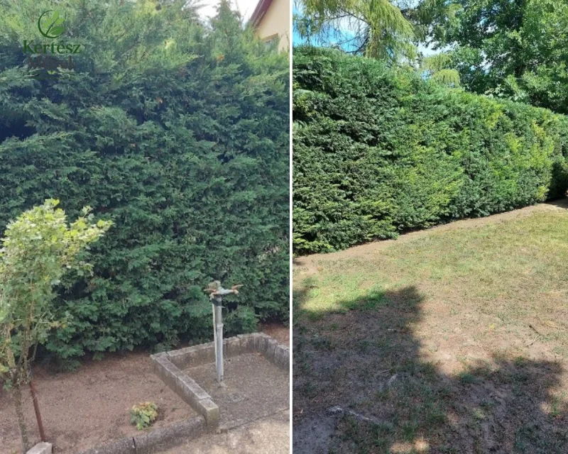 Sövényvágás és sövényformázás | KERTÉSZ Művek Túlnőtt sövény formára vágása előtte és utána