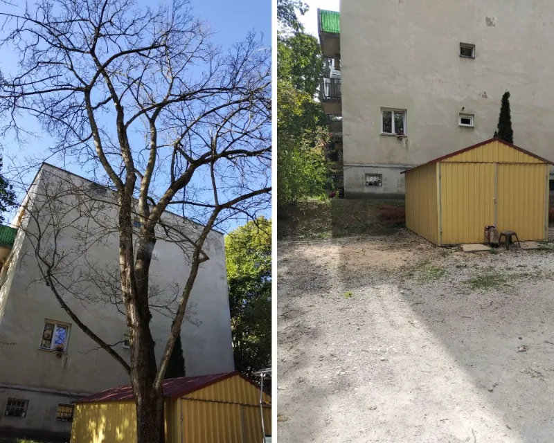Fa kivágása társasházi udvarban | KERTÉSZ Művek Fa kivágása társasházi udvarban előtte és utána