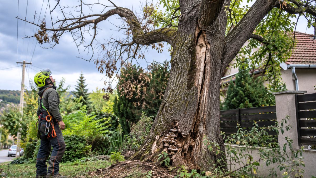 Arborista egy korhadt, repedt törzsű veszélyes fát vizsgál családi ház mellett